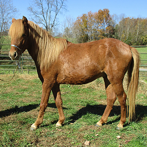 chestnut Caspian stallion