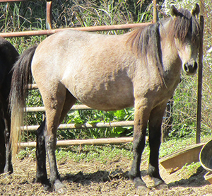 Bay Caspian horse mare