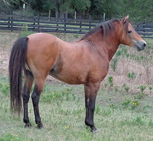 Chestnut Caspian Horse stallion