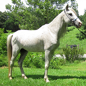 bay grey Caspian stallion