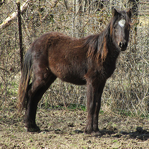 black Caspian stallion