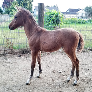 bay dun Caspian stallion