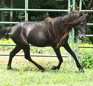 Black Caspian Horse stallion